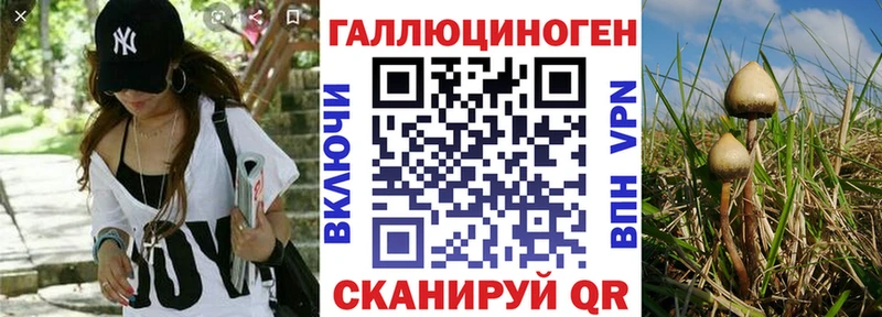 Галлюциногенные грибы Psilocybe  наркошоп  сайты даркнета формула  Дальнереченск 